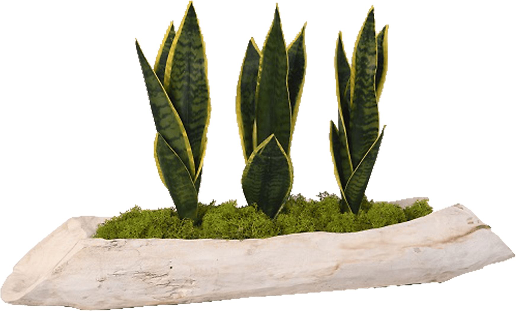 Crismon White Silk Plant