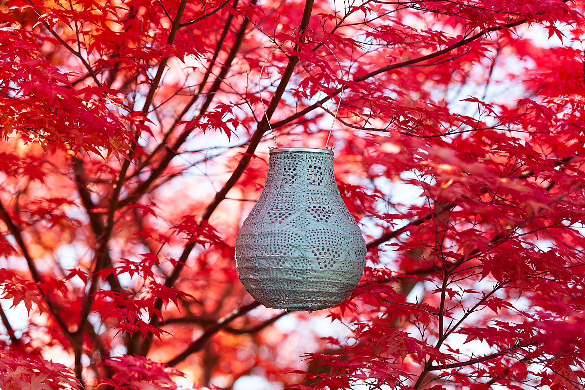Cyra Creek Outdoor Sage Solar Lantern - Image 7