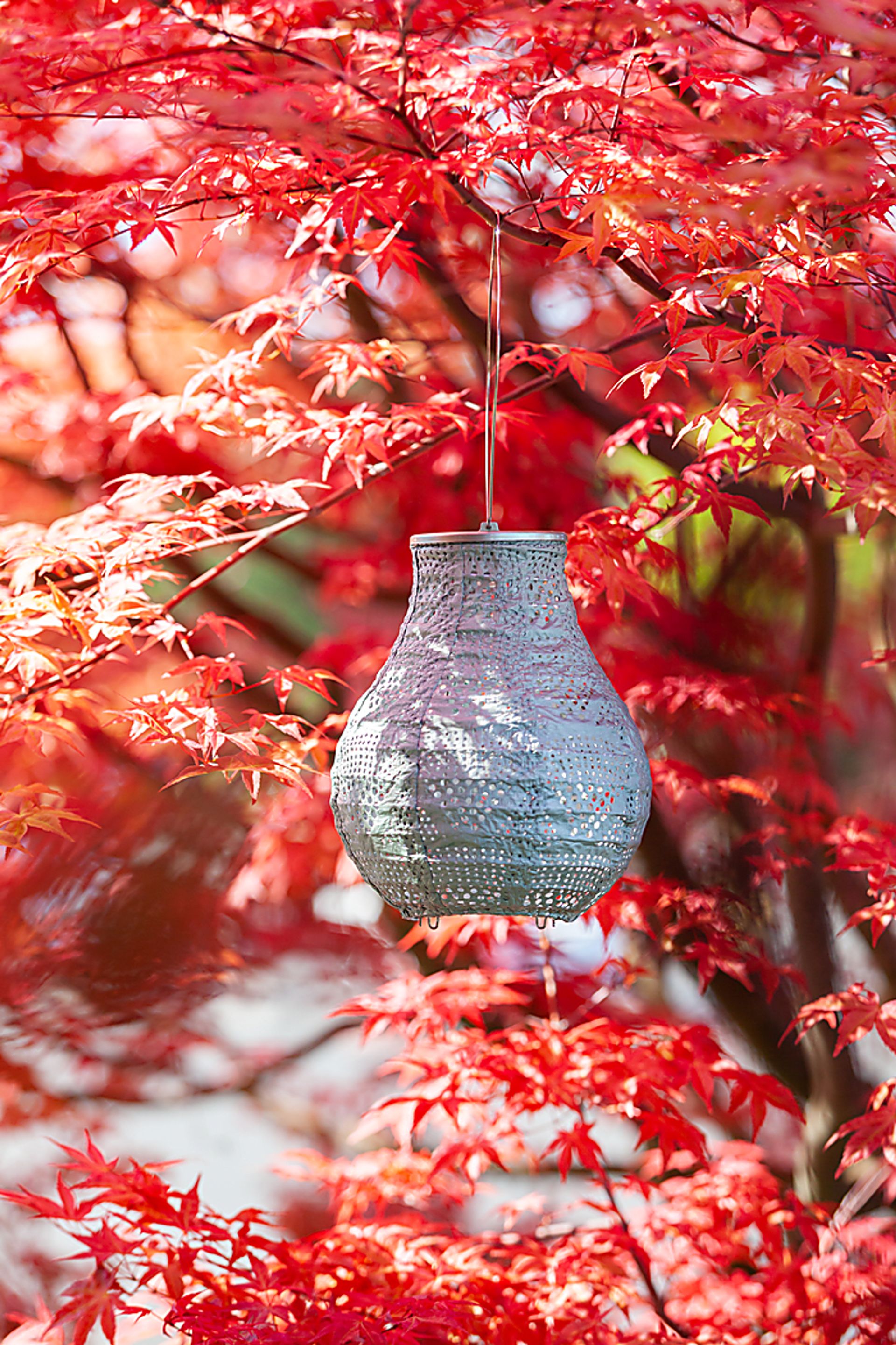 Cyra Creek Outdoor Sage Solar Lantern - Image 9