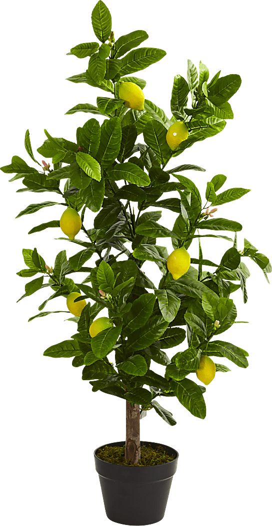 Daira Green Lemon Silk Tree