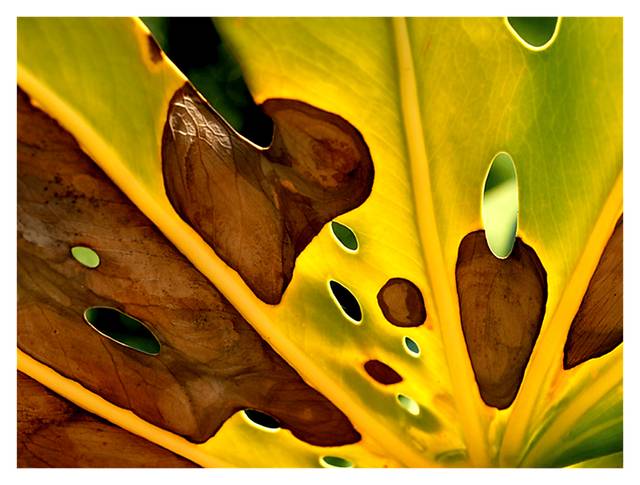 Daphnieview Artwork - Thumbnail - Image 1