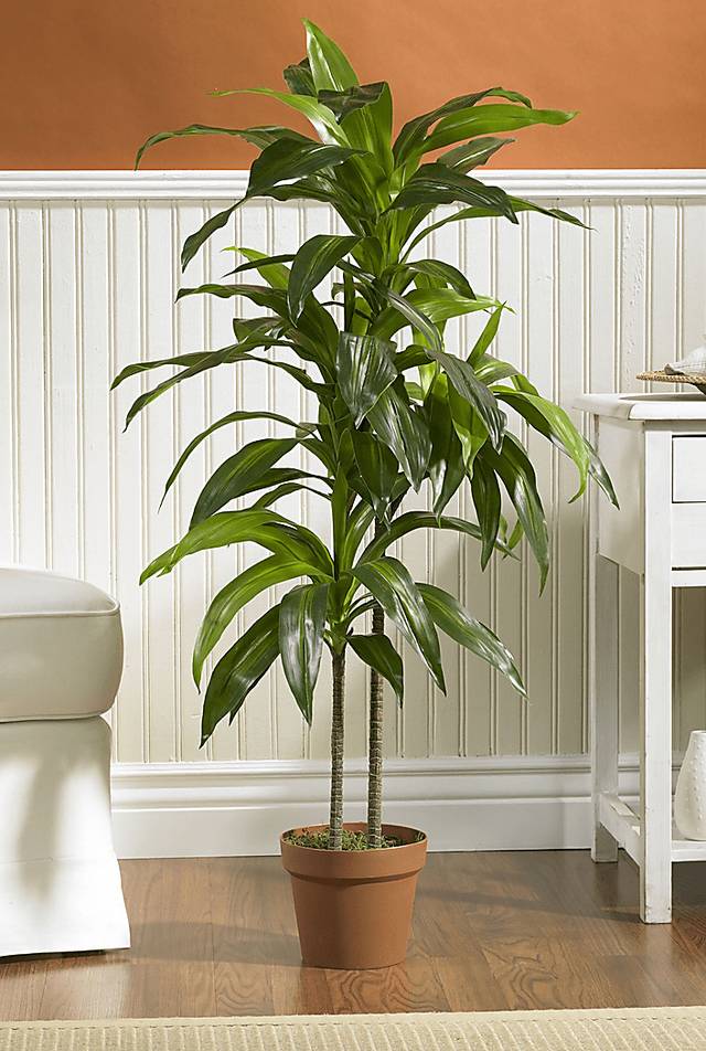 Darian Green Dracaena Silk Tree - Thumbnail - Image 2
