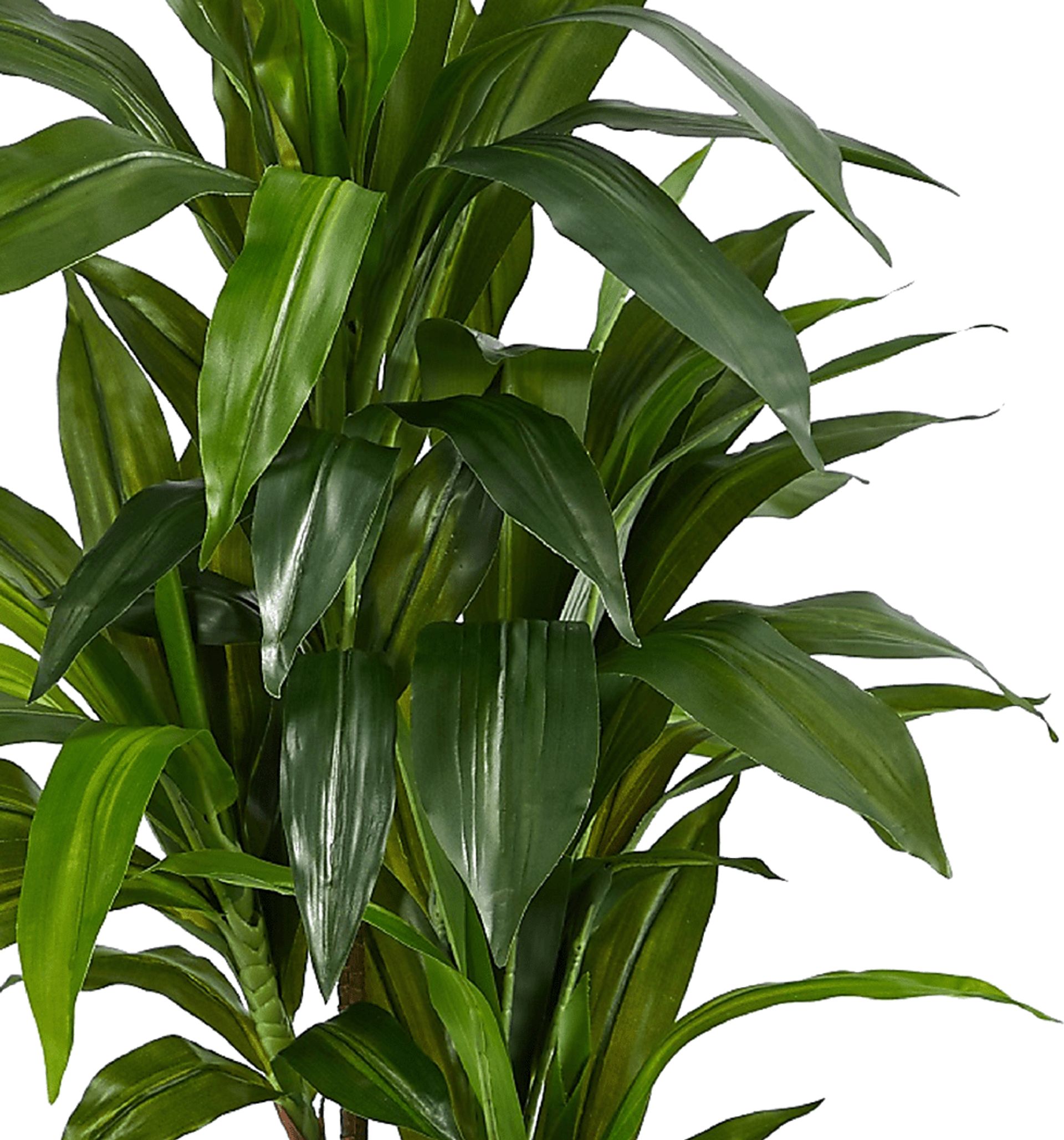 Darian Green Dracaena Silk Tree - Image 6