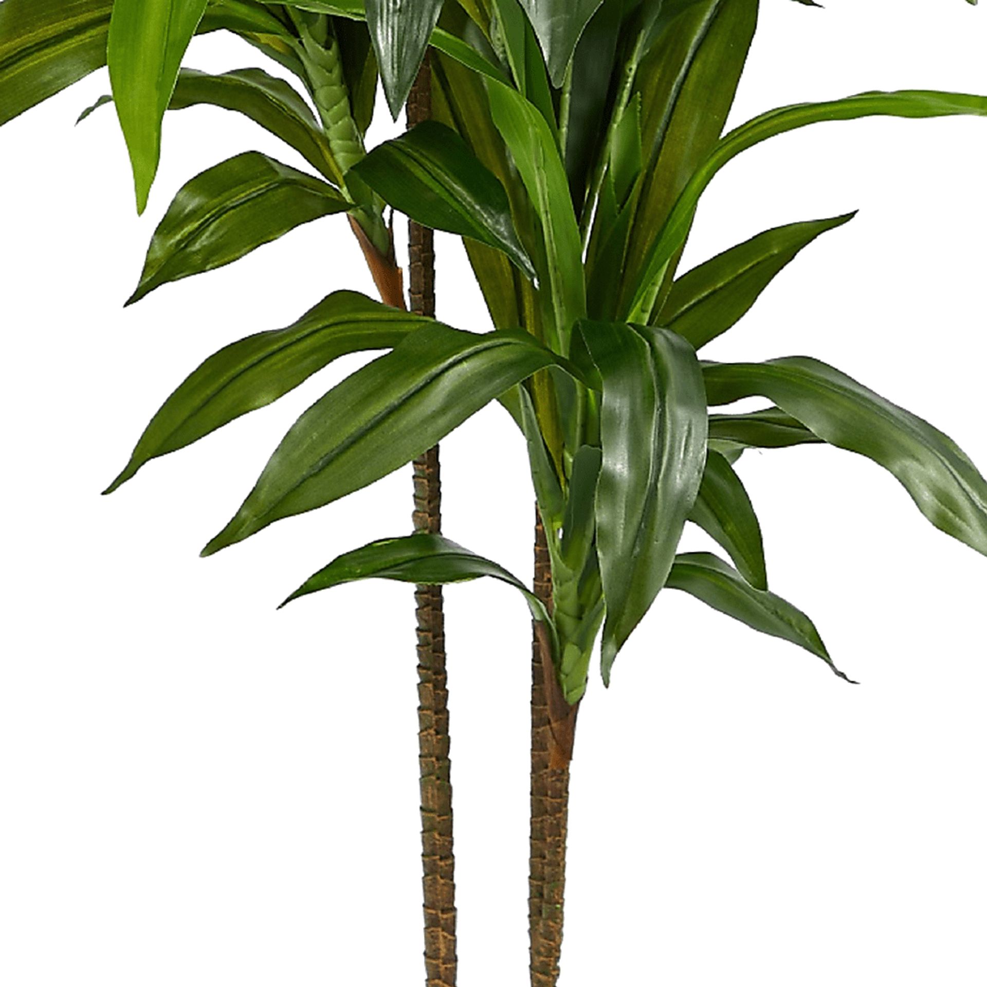 Darian Green Dracaena Silk Tree - Image 7