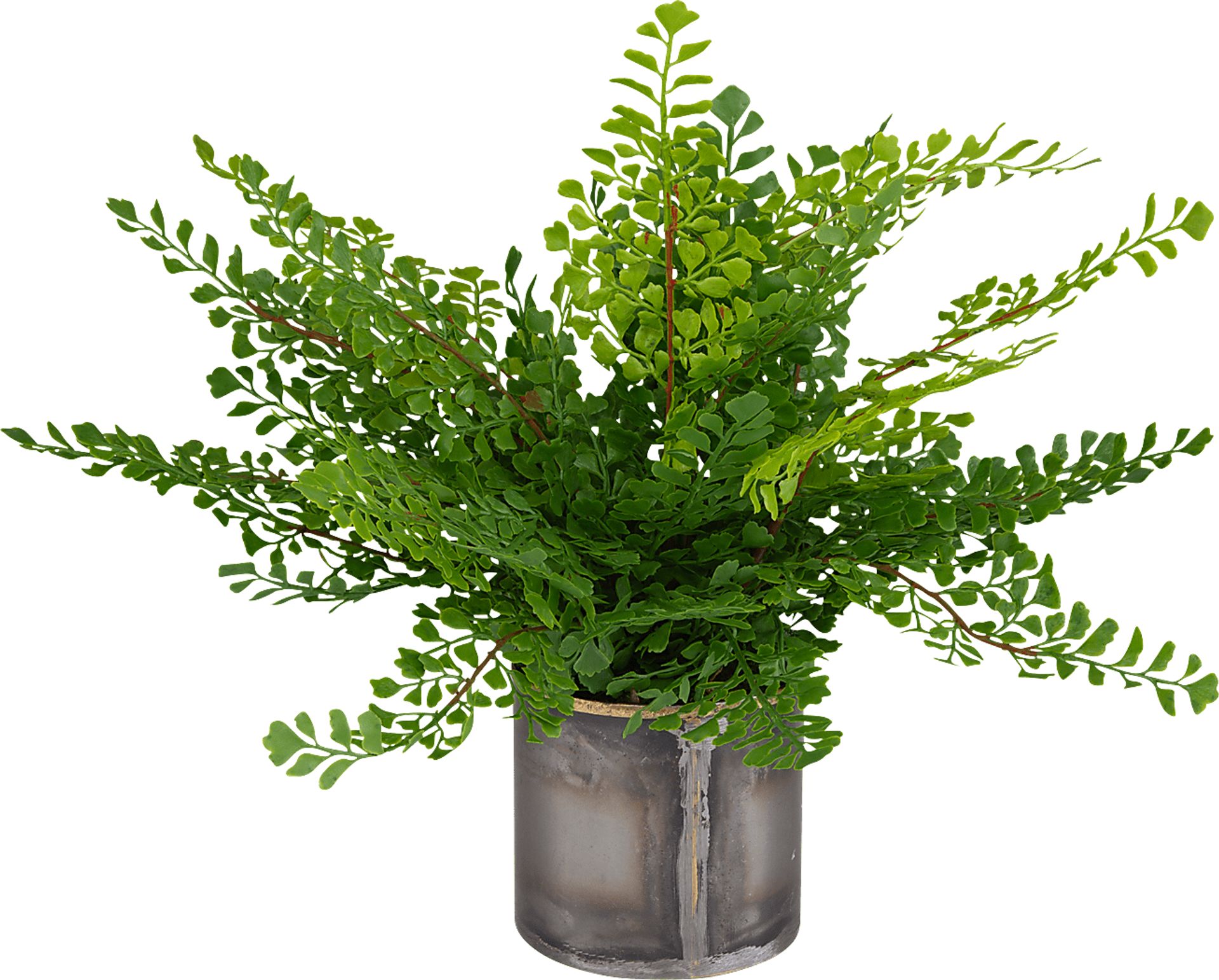 Daski Green Silk Plant - Image 1