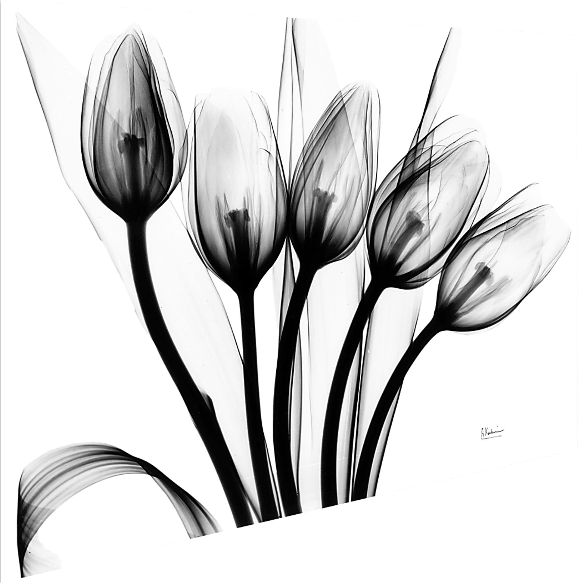 Dauzat Multi Artwork - Image 6