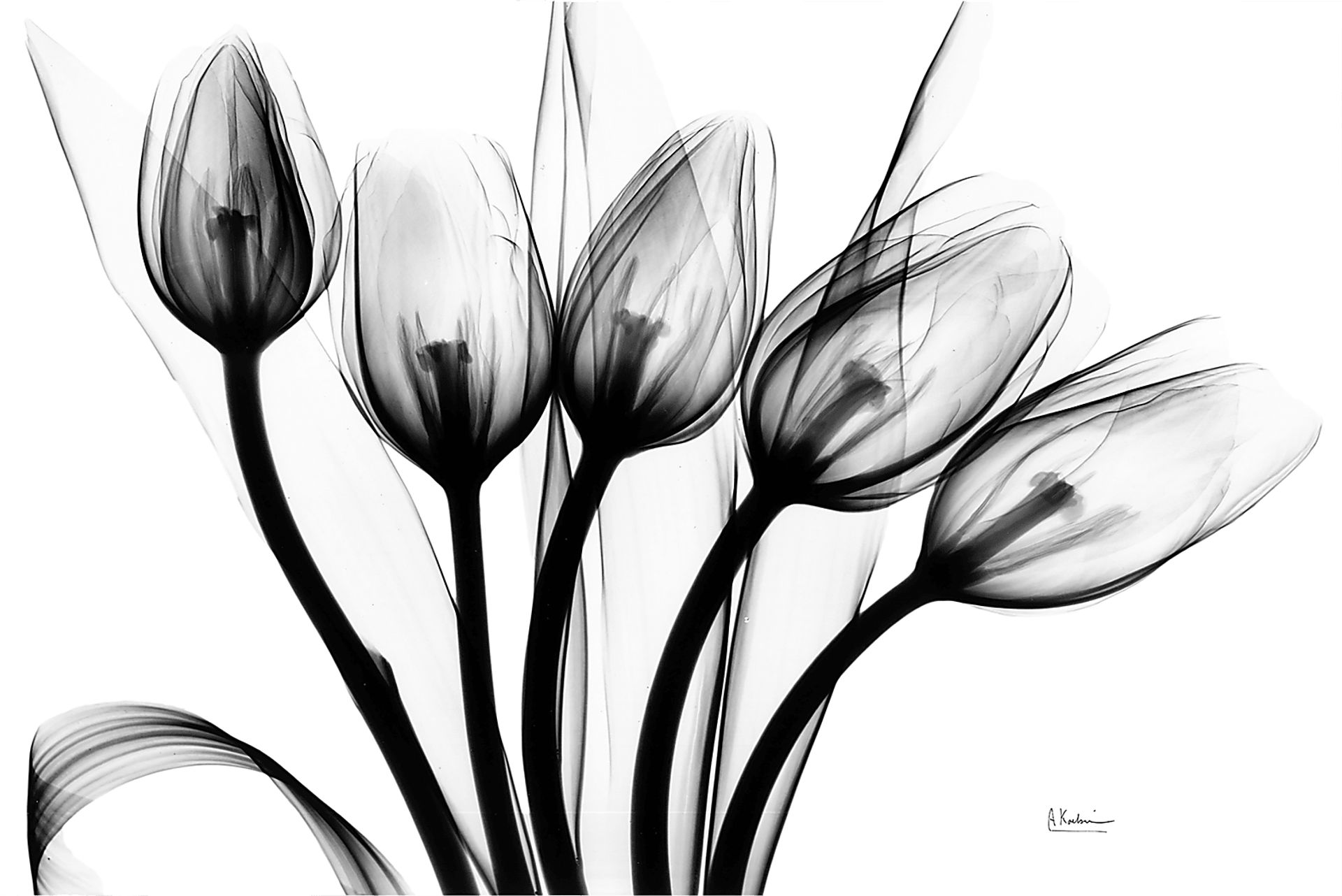 Dauzat Multi Artwork - Image 1