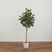 Docena Green Tree with Planter
