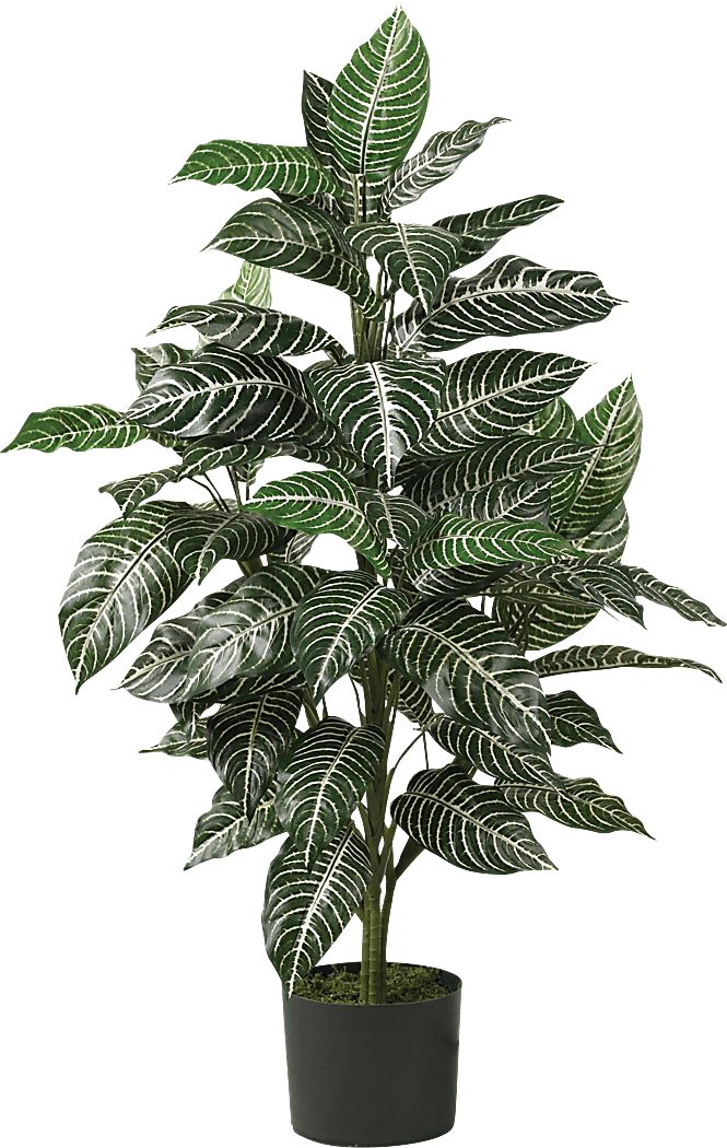 Dynah Green Zebra Silk Plant