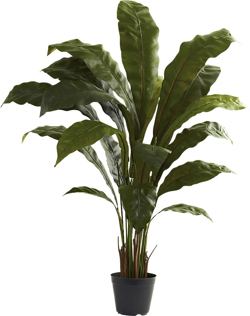 Eladio Green Bird&#x27;s Nest Silk Plant