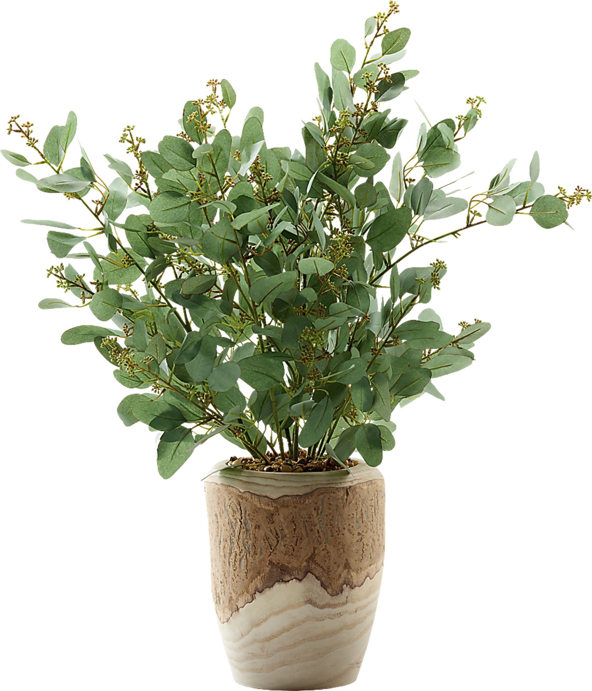 Elleby Brown Plant - Image 1