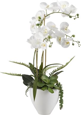 Elmir White Orchid Flower Arrangement