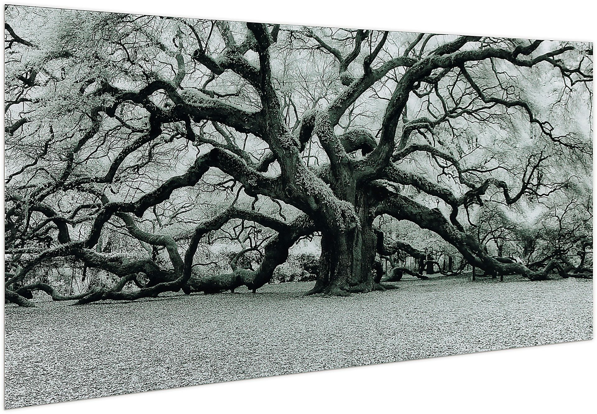 The Angel Oak Artwork - Image 2