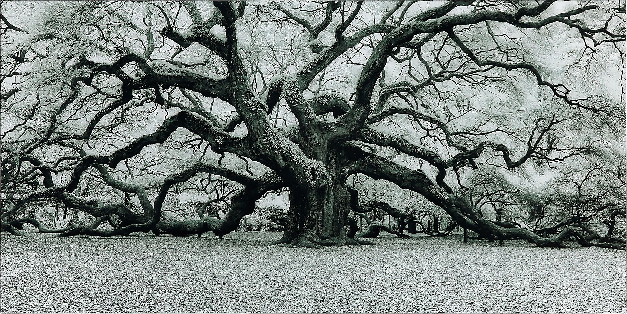 The Angel Oak Artwork