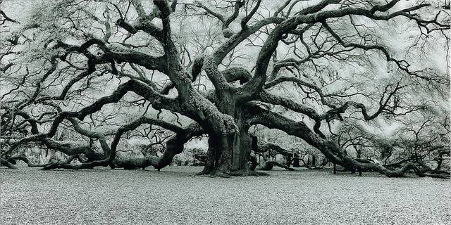 Enchanting Tree Artwork - Thumbnail - Image 1