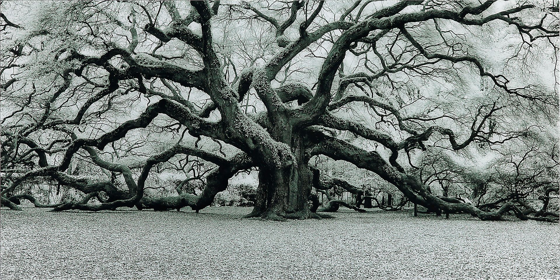 Enchanting Tree Artwork - Image 1