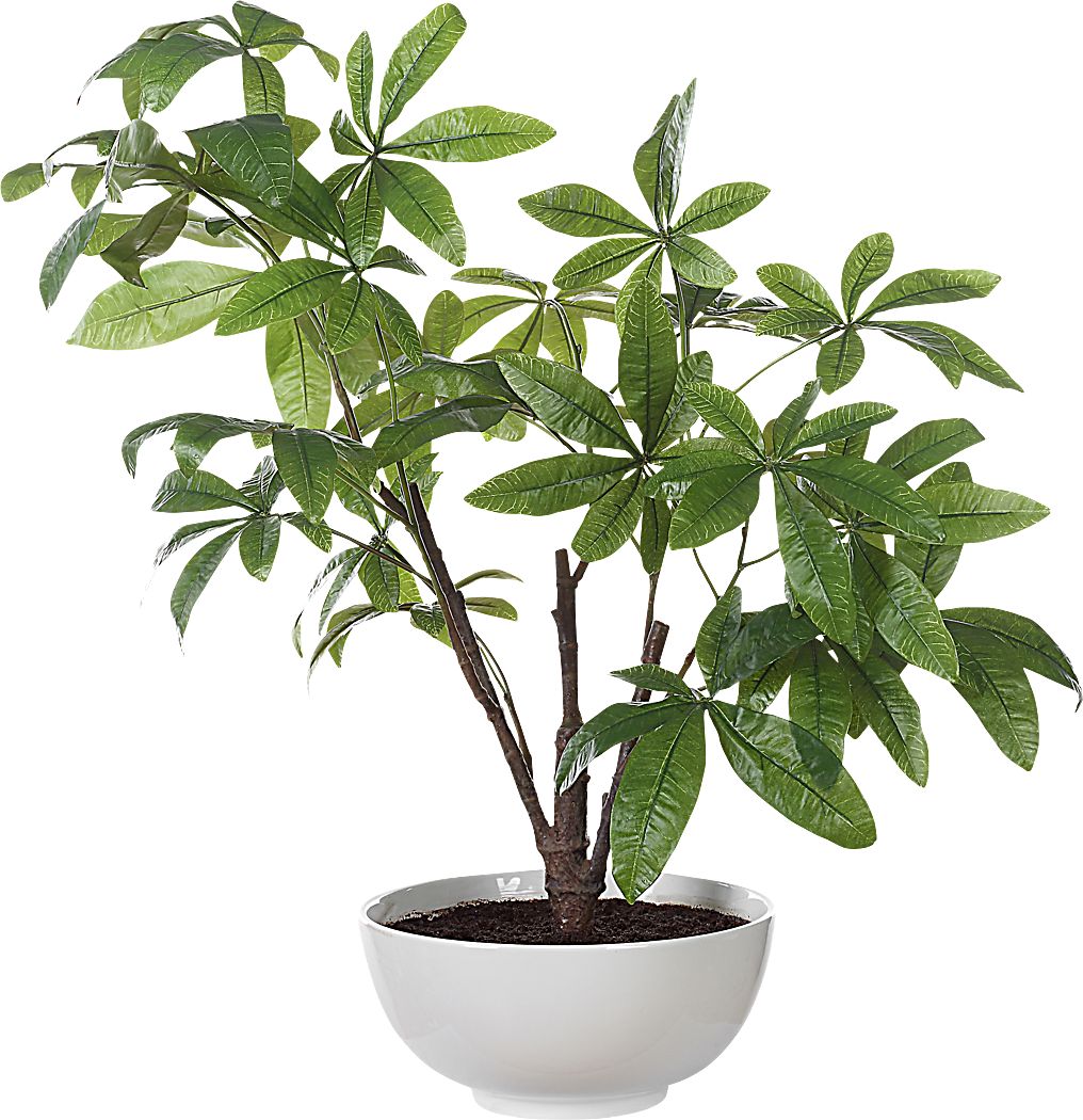 Faun Green Silk Plant