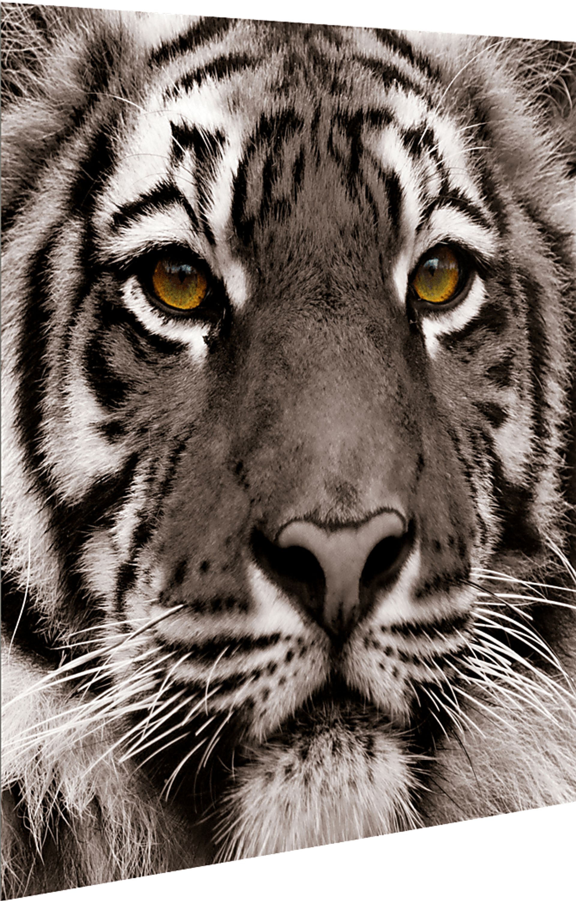 Fierce Look Artwork - Image 2