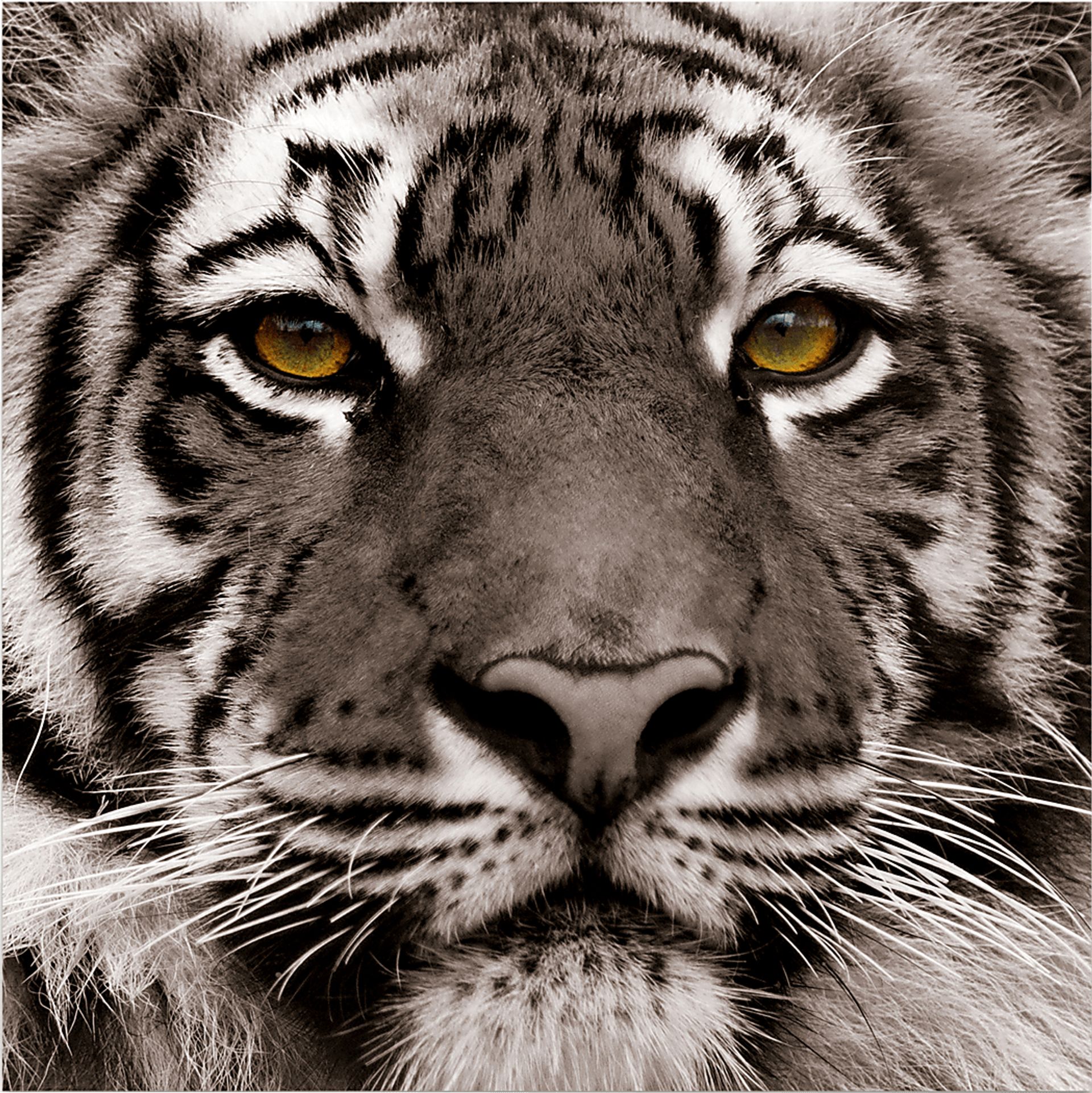 Fierce Look Artwork - Image 1