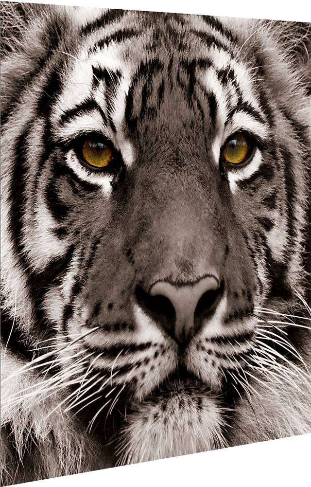 Fierce Look Artwork - Thumbnail - Image 2