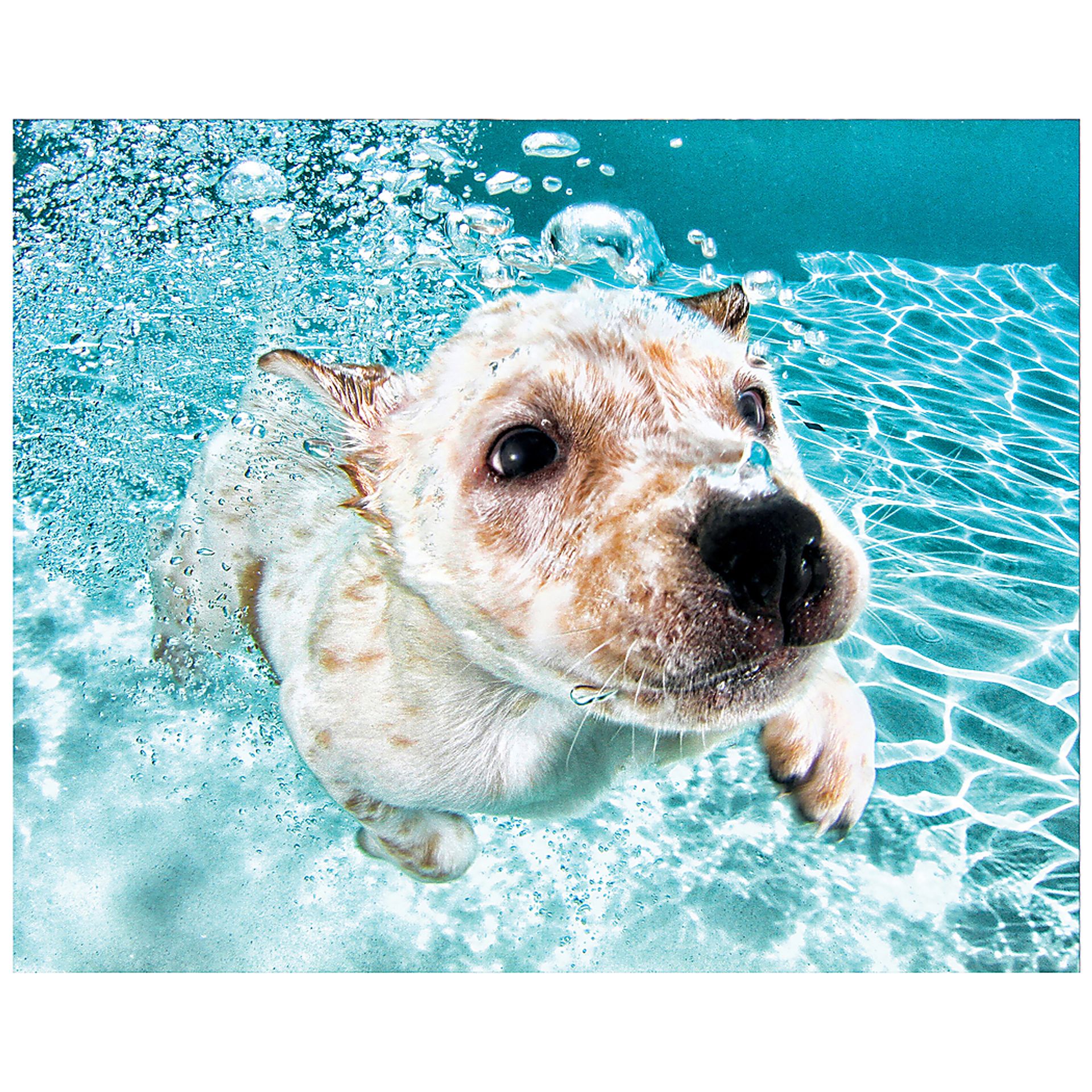 Floating Chubbs Artwork - Image 1