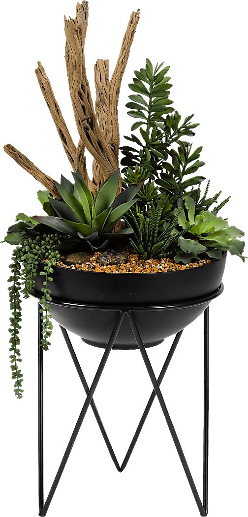 Frondosa Black Silk Plant