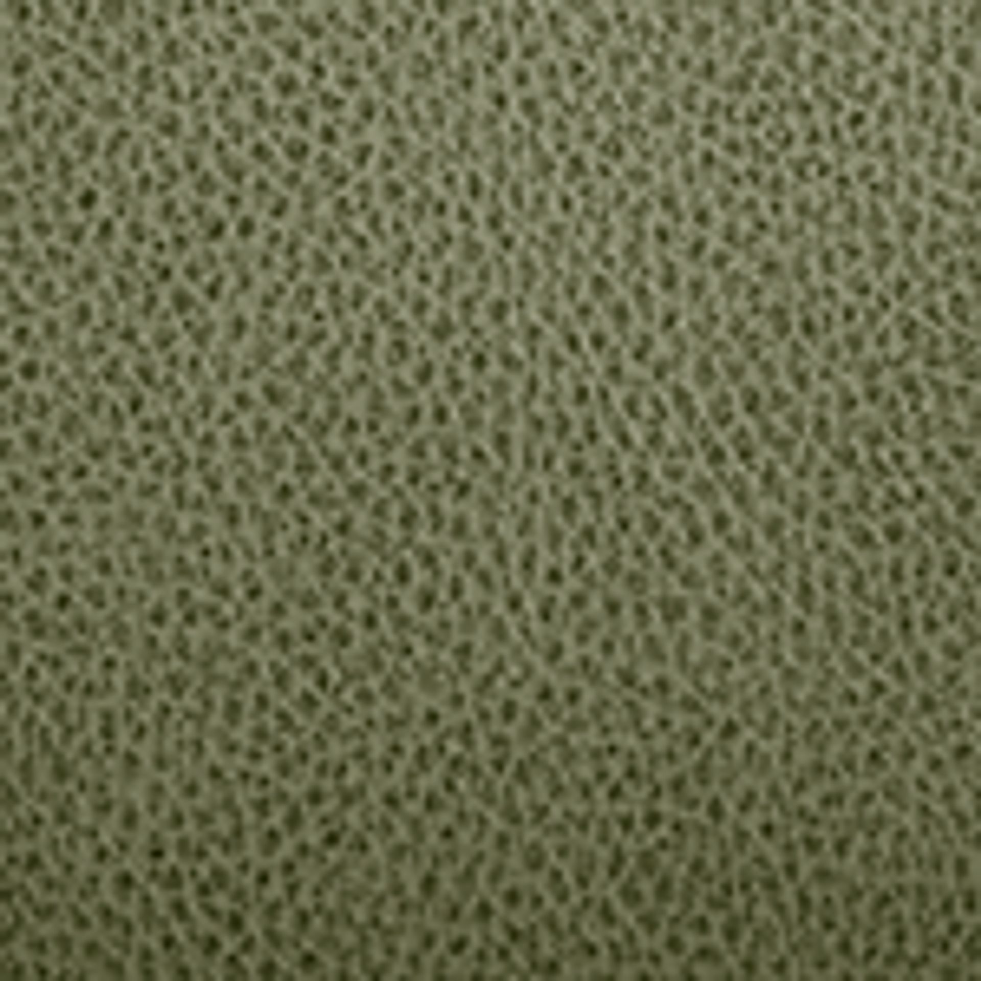 Fern