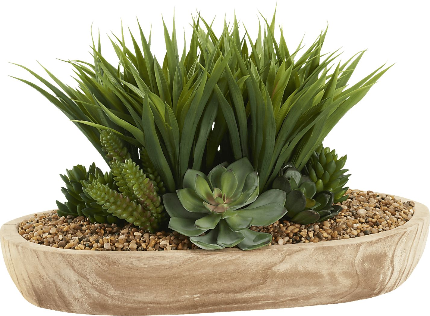 Gisborne Brown Silk Plant