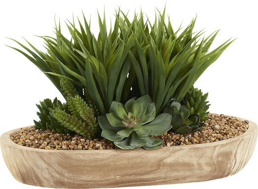 Gisborne Brown Silk Plant