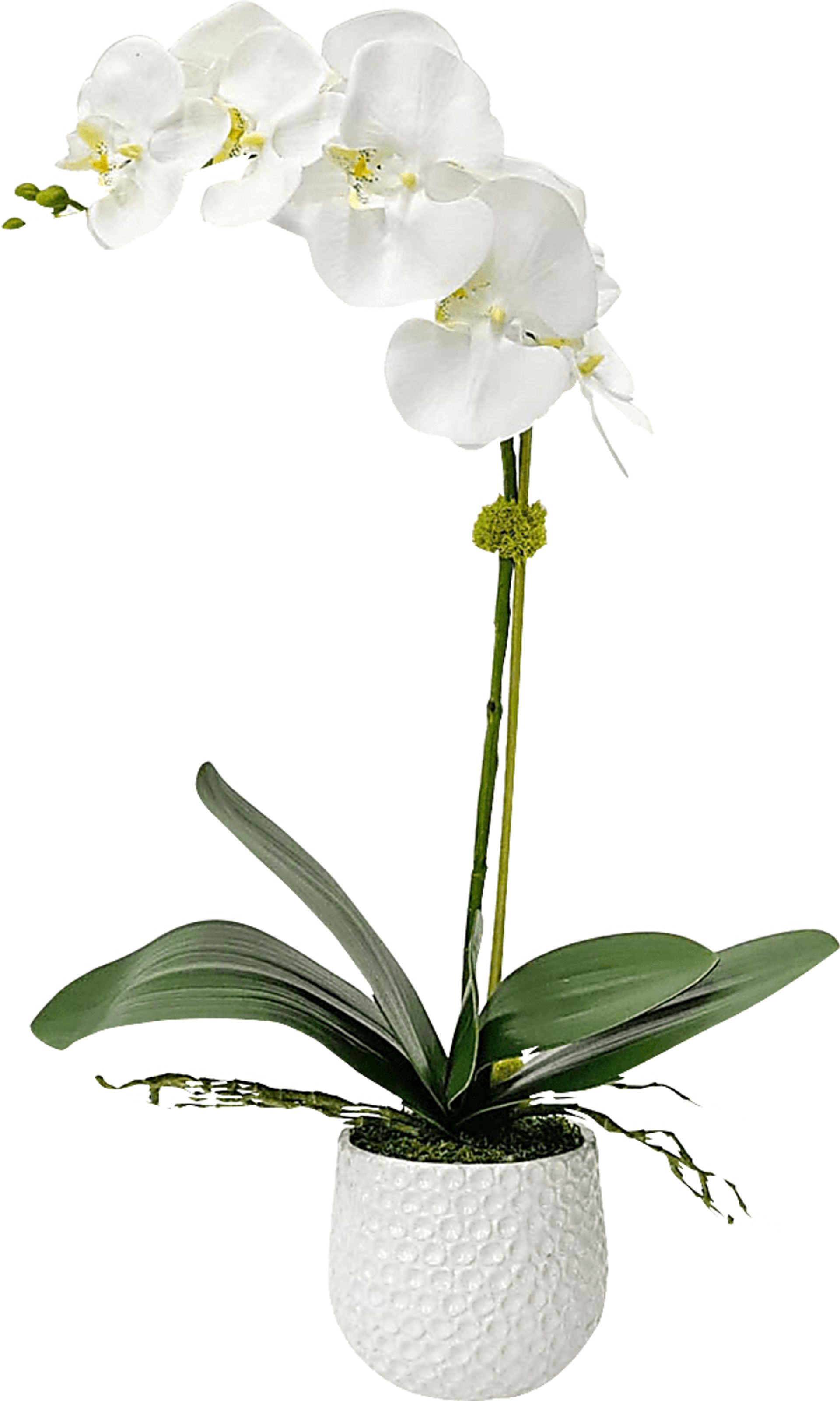 Gosson White Faux Orchid - Image 1