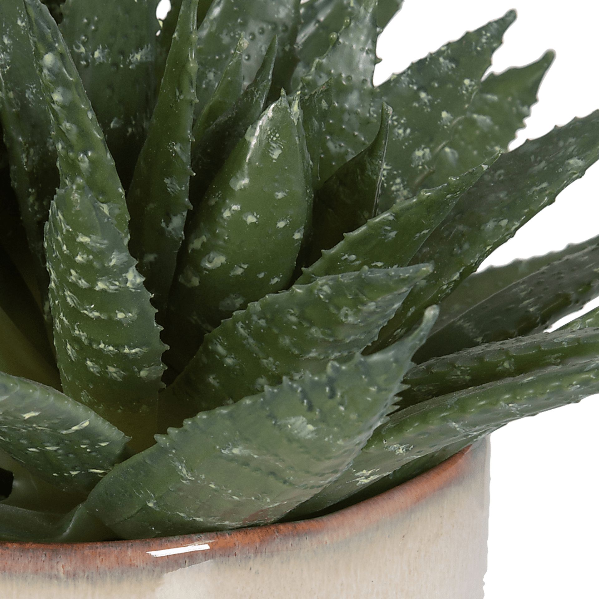 Halteese Beige Plant - Image 2