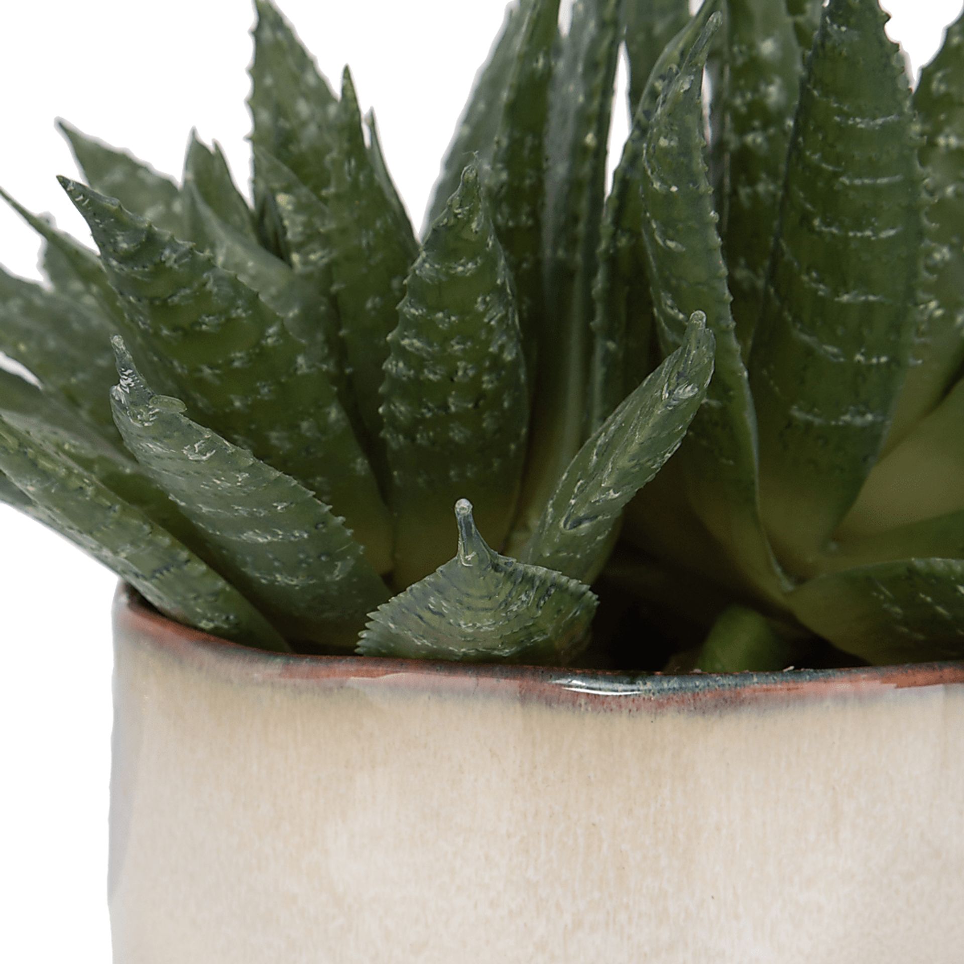 Halteese Beige Plant - Image 4