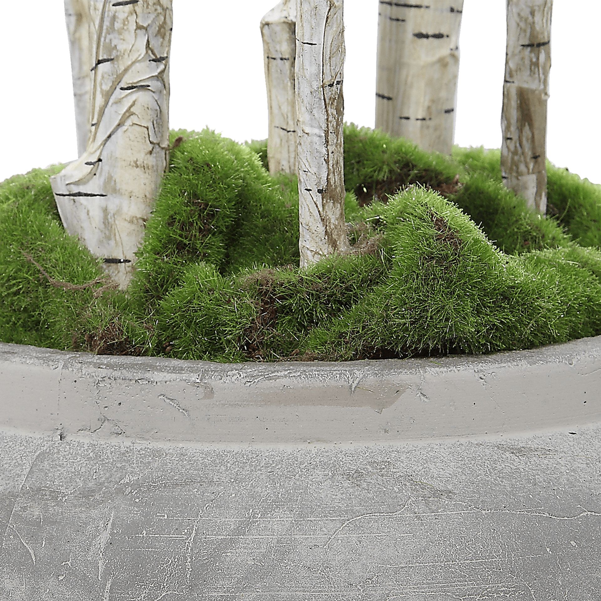 Hayles Green Faux River Birch - Image 4