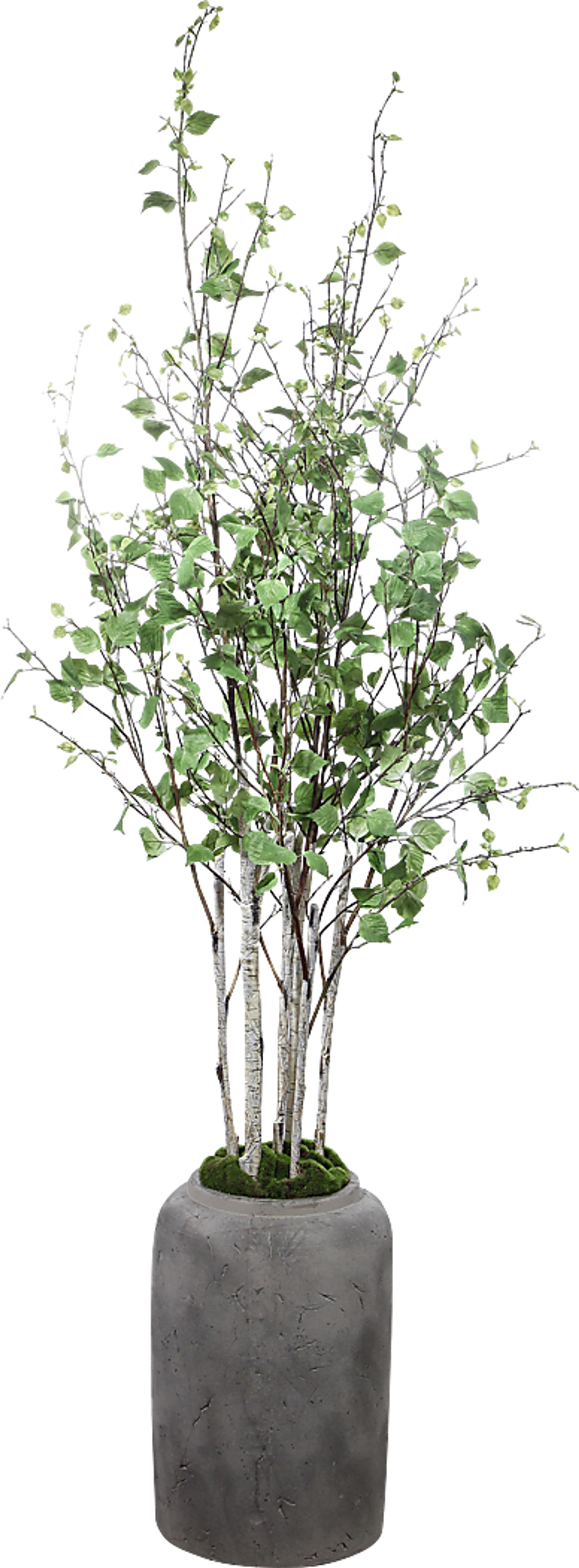 Hayles Green Faux River Birch - Image 1