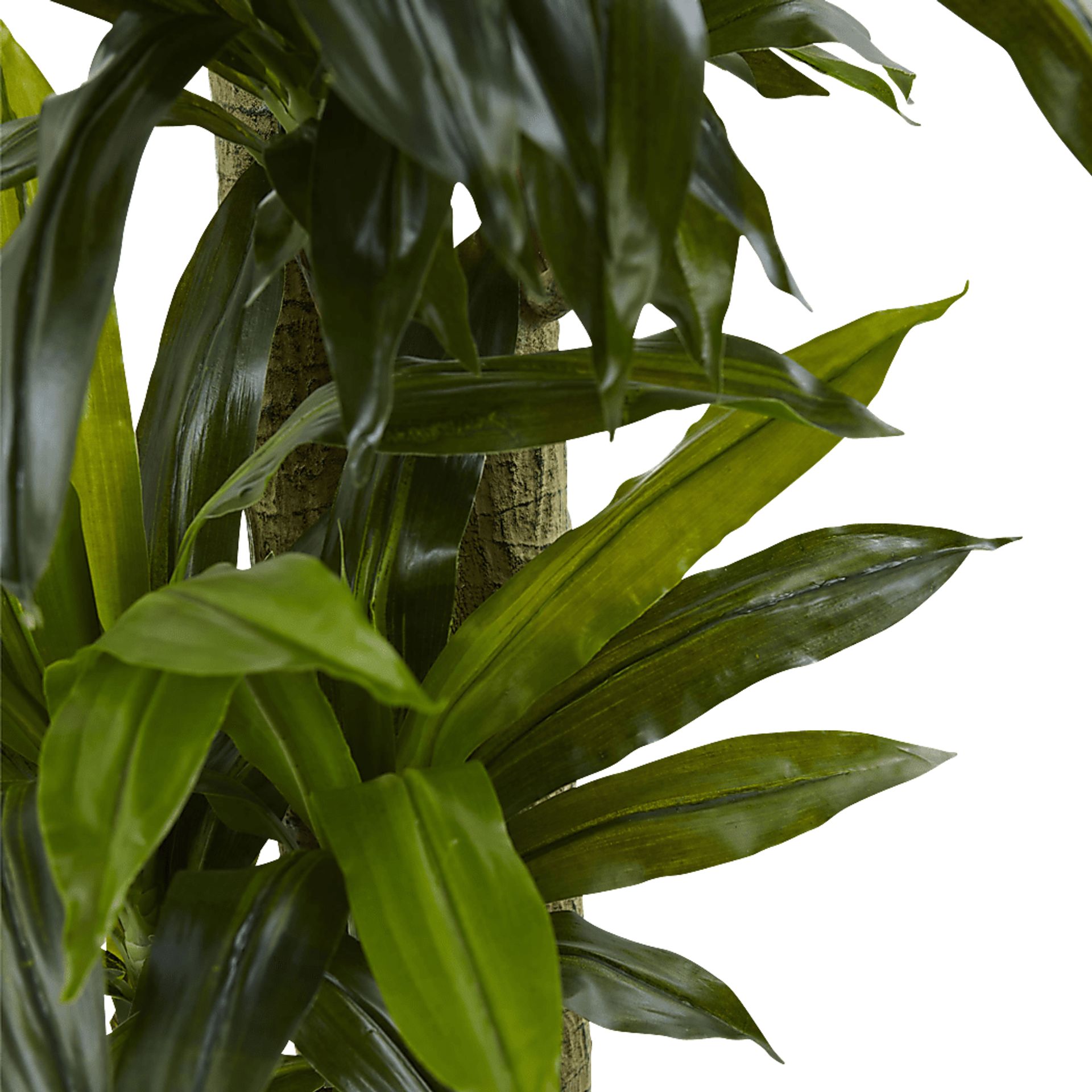 Ilani Green Dracaena Silk Tree - Image 3