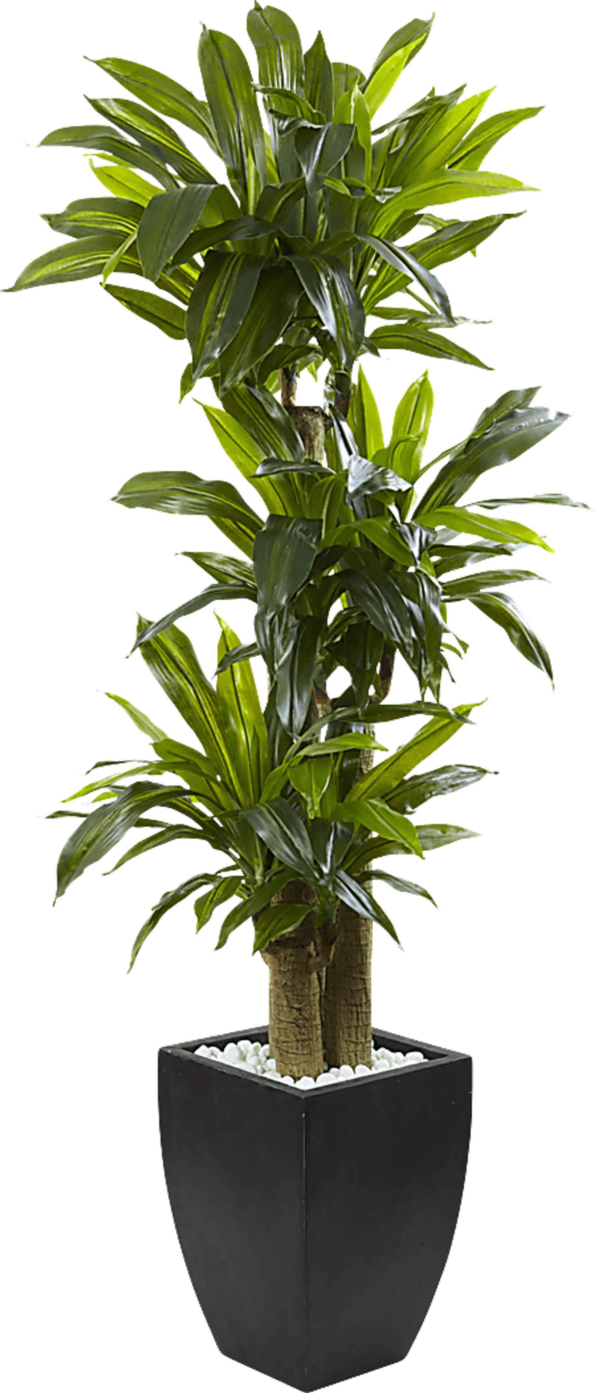 Ilani Green Dracaena Silk Tree - Image 1