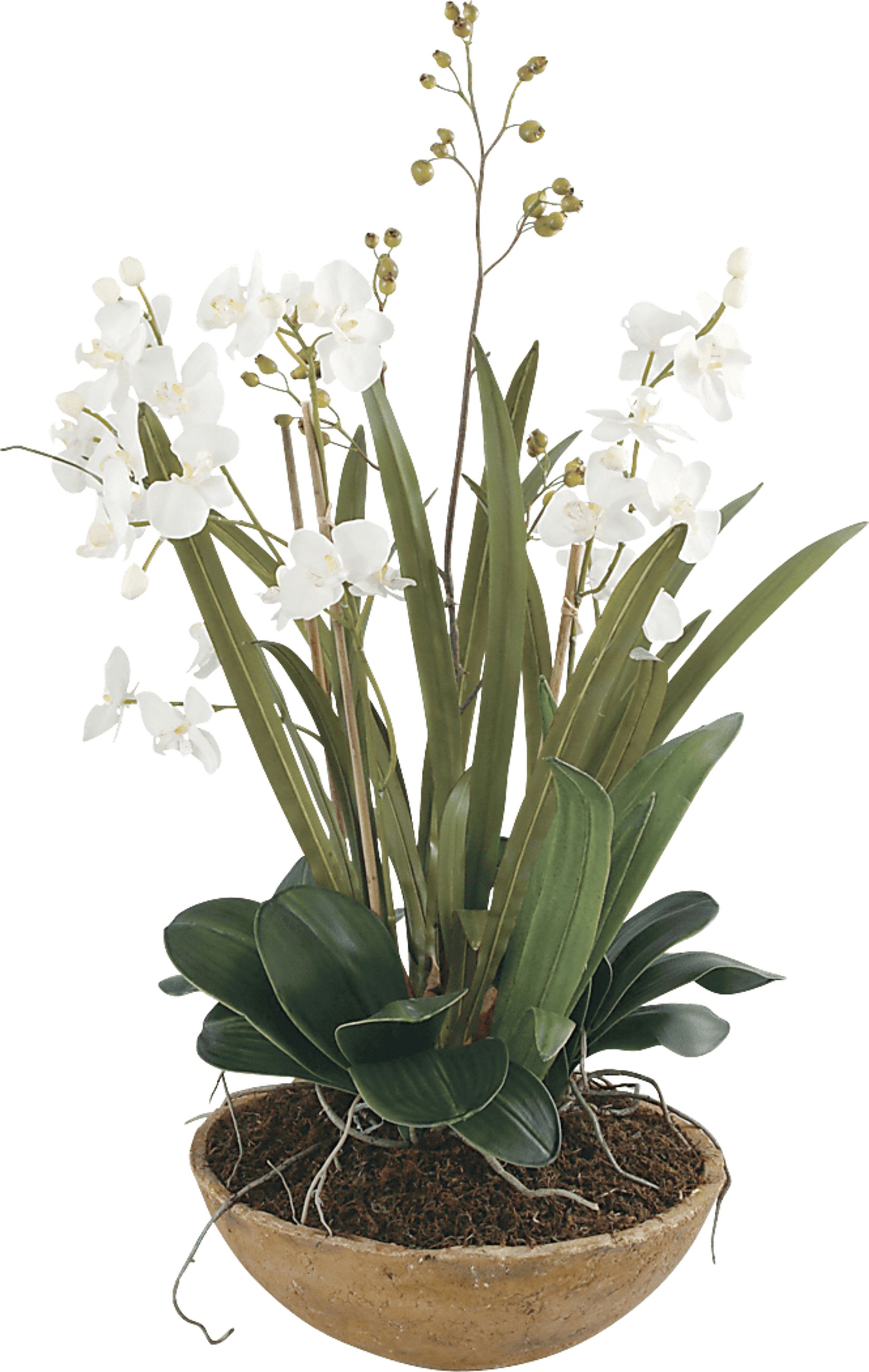 Islewood White Faux Orchid - Image 1