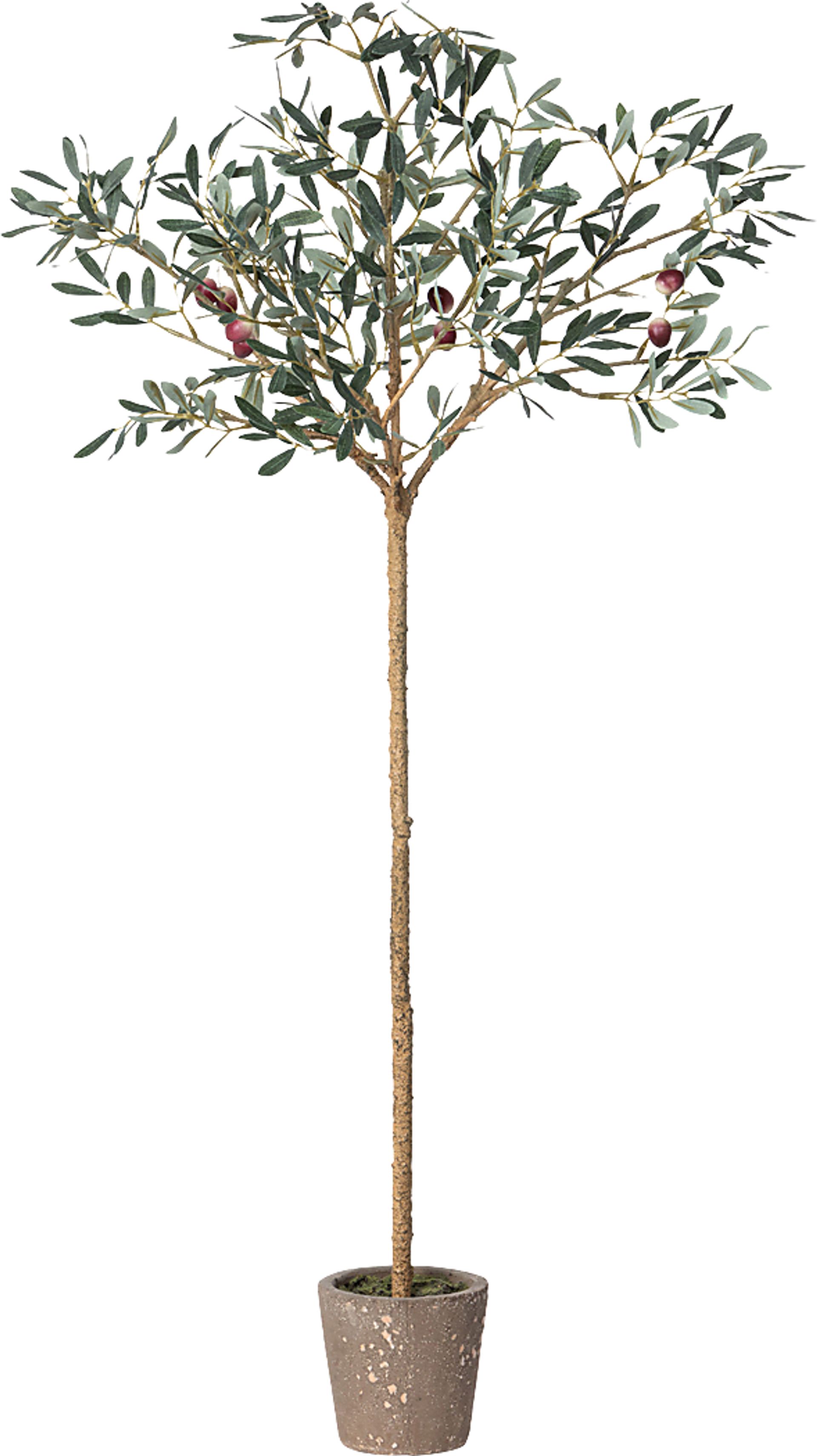 Judemein Green Topiary - Image 1