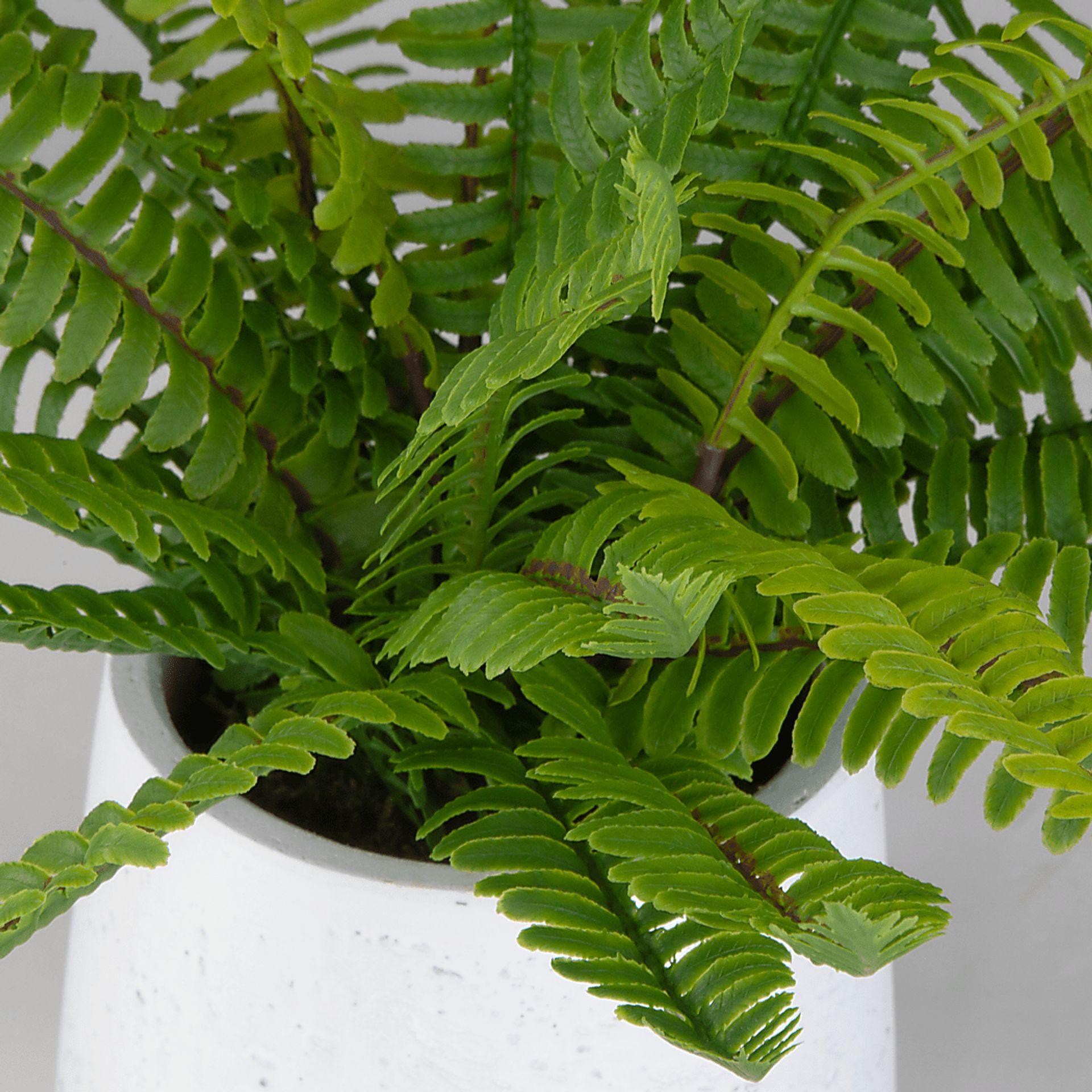 Kaino Green Silk Plant - Image 2
