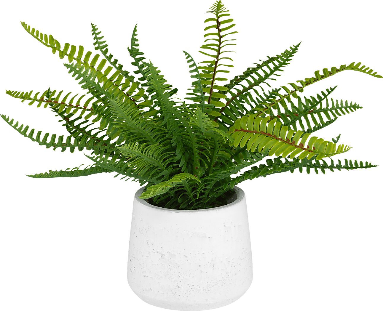 Kaino Green Silk Plant