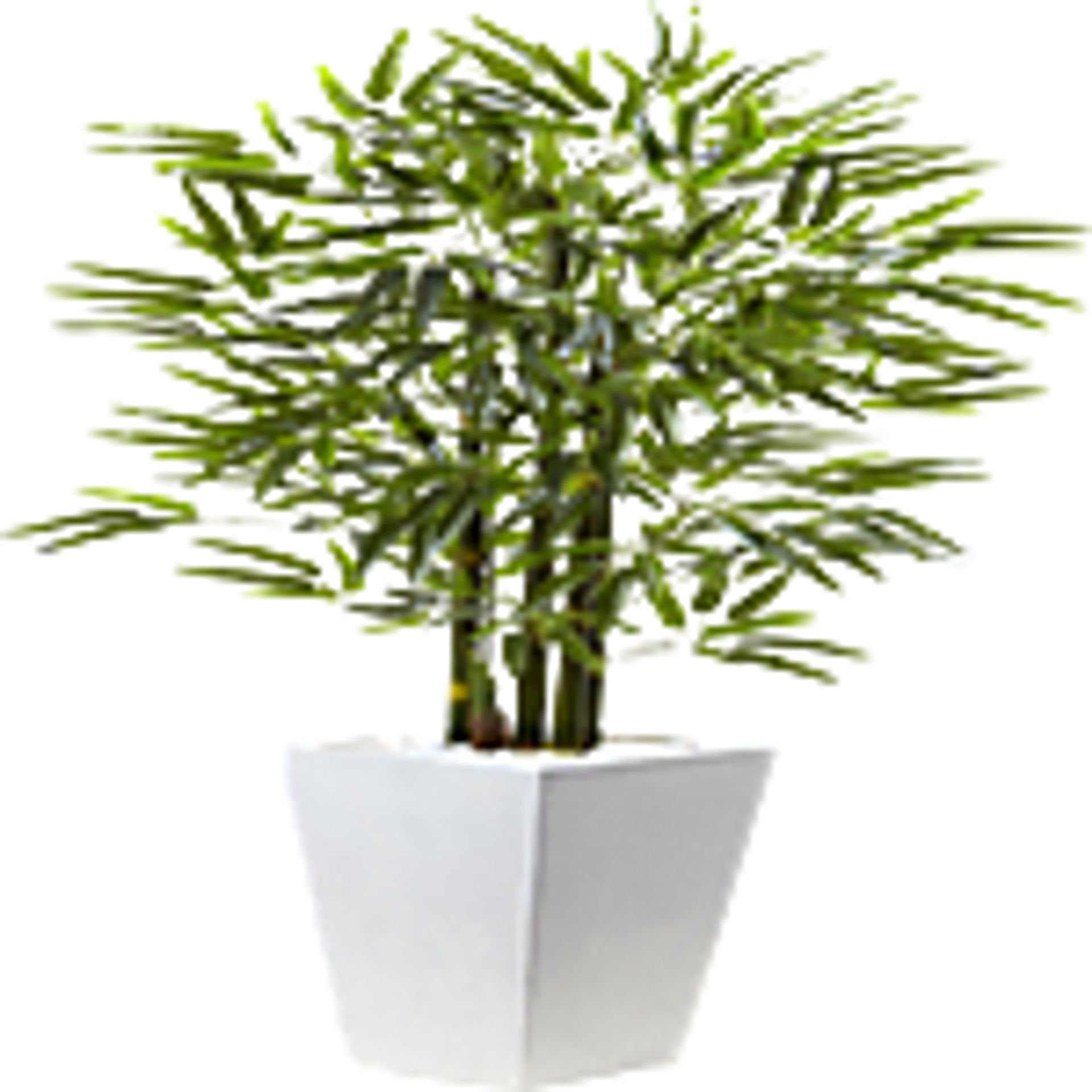 Kaio Green Colors Silk Tree | Rooms to Go