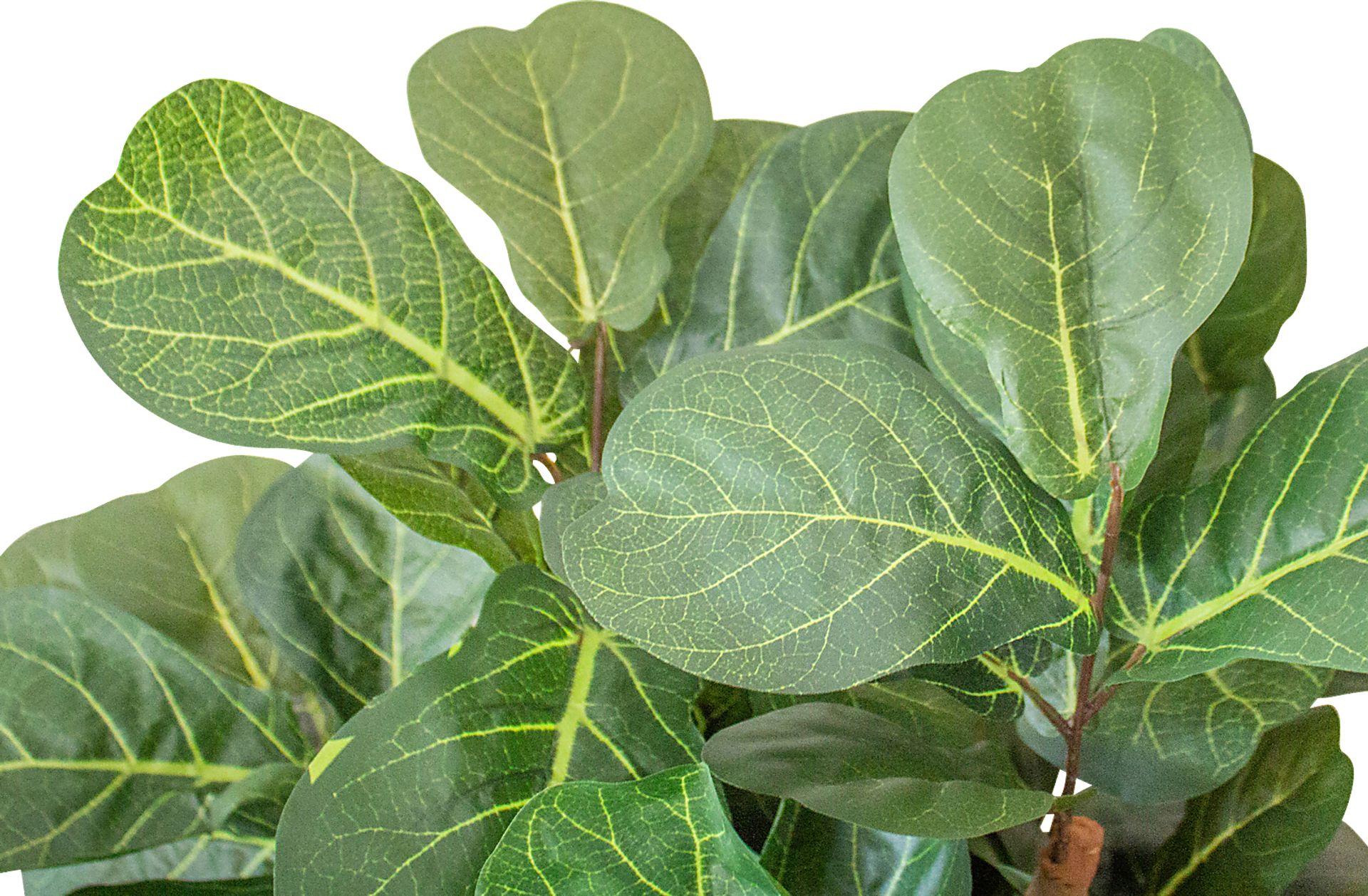 Kaiyah Green Fiddle Leaf Silk Tree - Image 2
