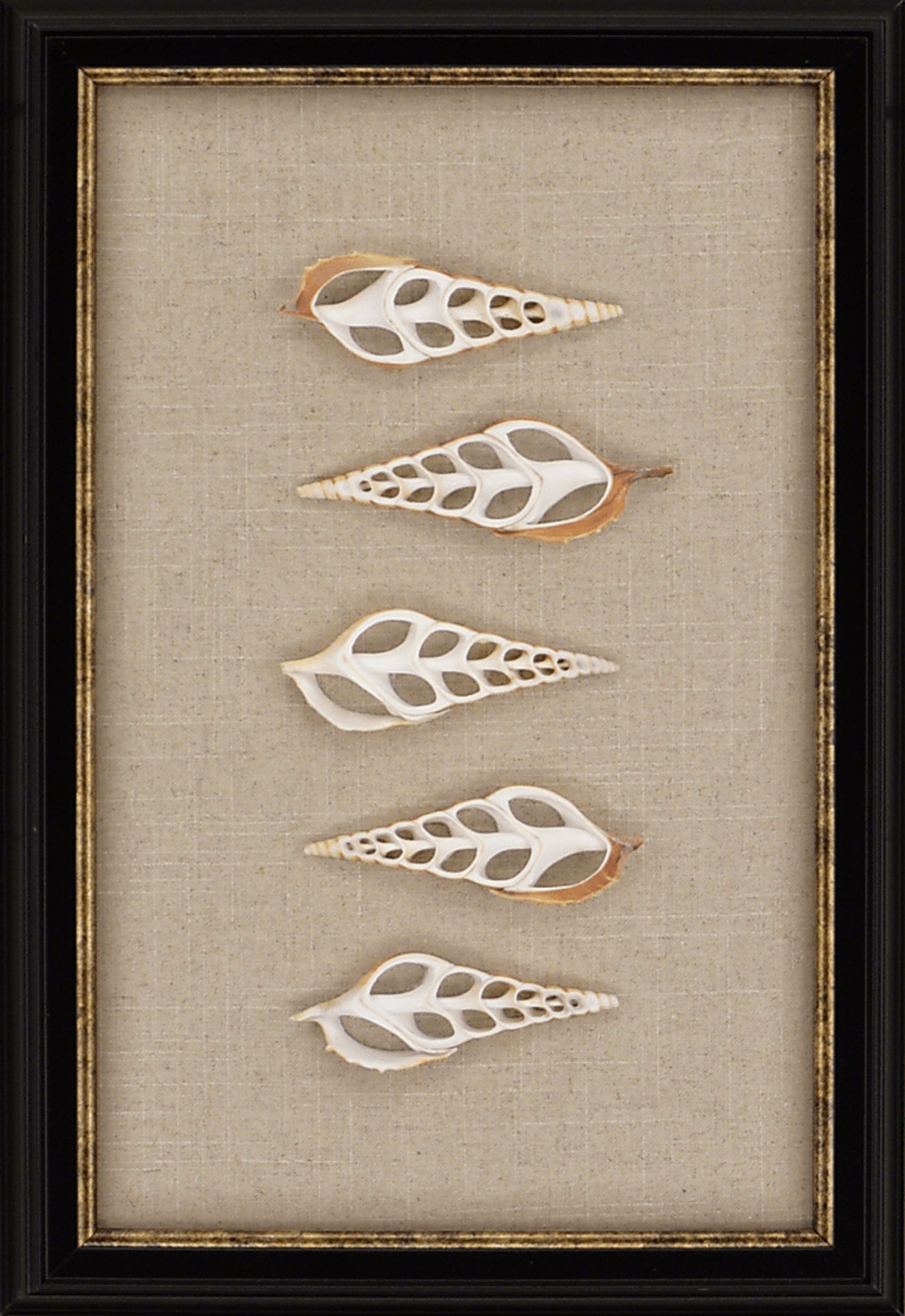 Kani Shell Beige Artwork - Image 1