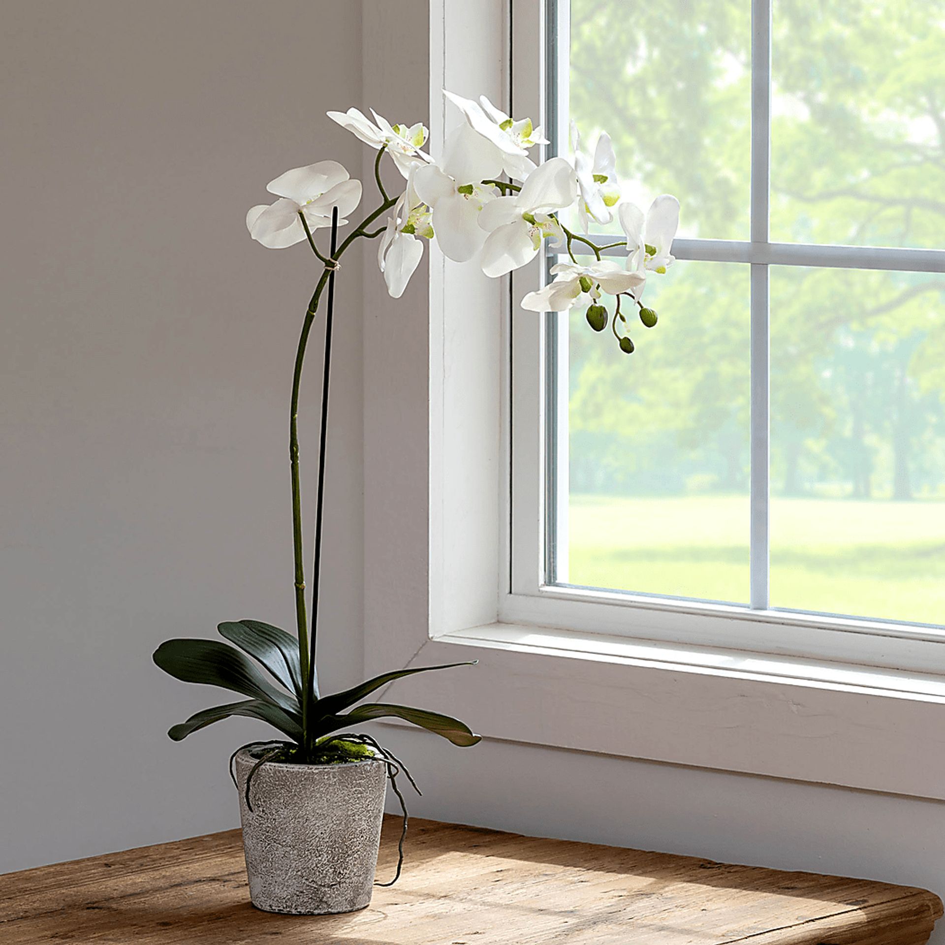 Kariba White Orchid Plant - Image 2