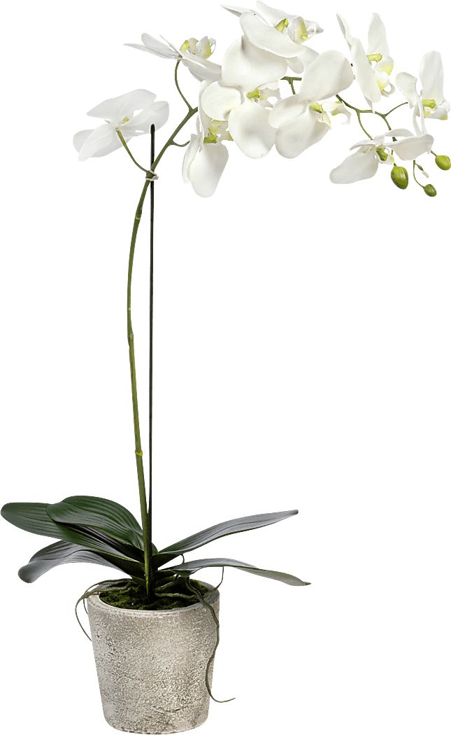 Kariba White Orchid Plant