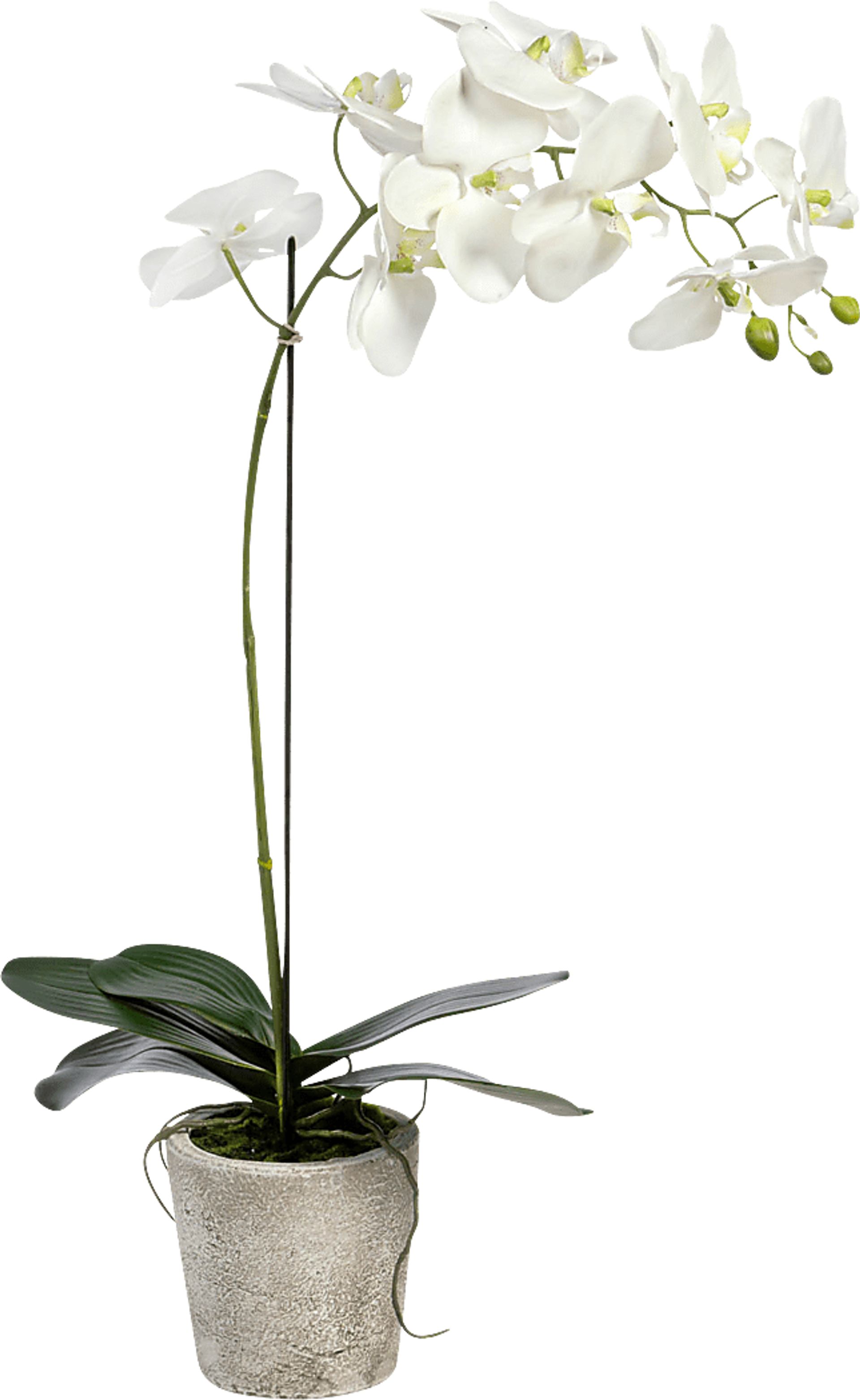 Kariba White Orchid Plant - Image 1