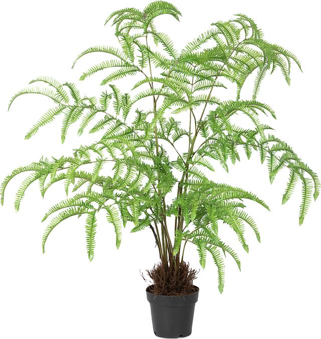 Kepps Green Fern Tree - Thumbnail - Image 1