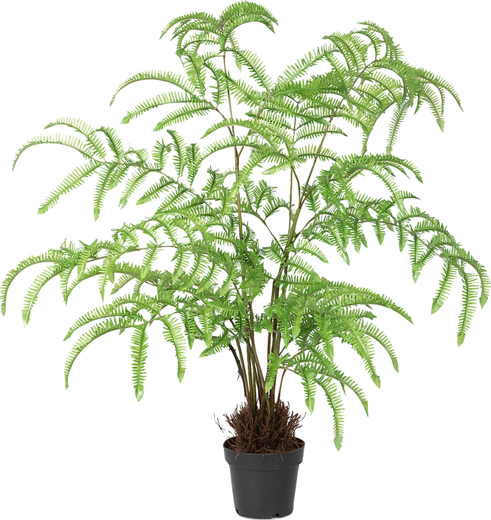 Kepps Green Fern Tree - Image 1