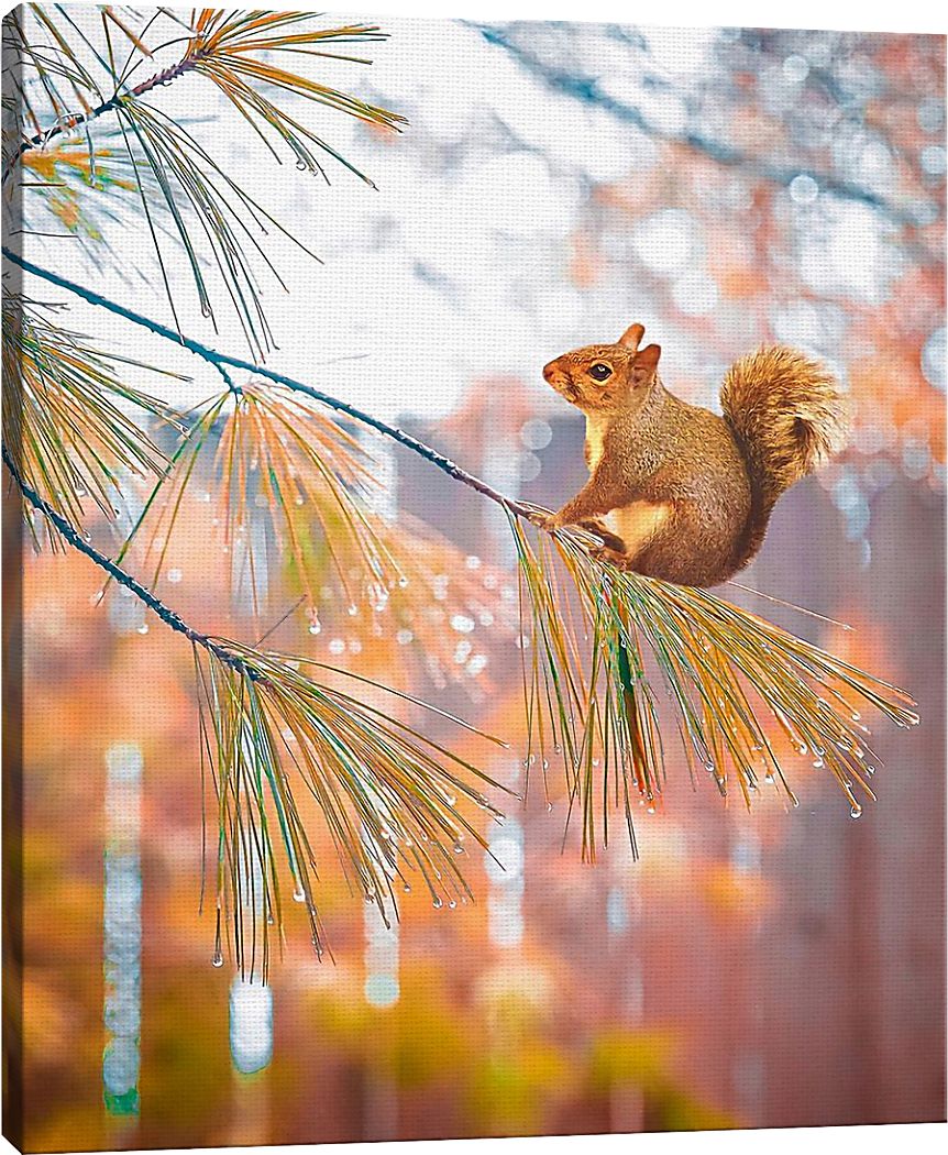 Kids Baby Squirrel II Brown Artwork