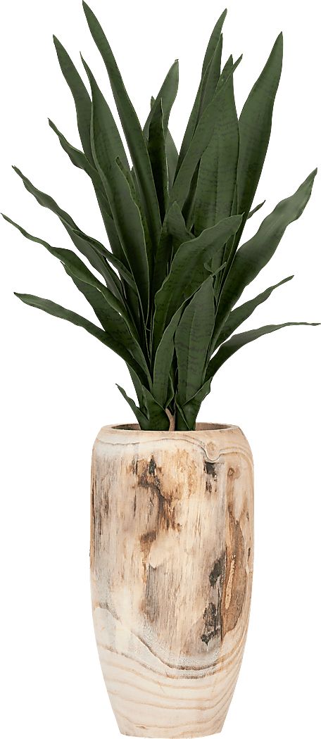 Kirschen Brown Silk Plant